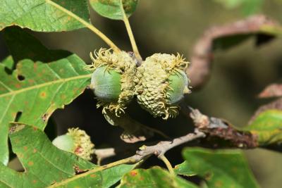 Quercus ×deamii (Deam's Oak), fruit, immature