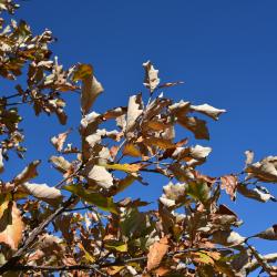 Quercus x bebbiana 'Taco' (Taco Bebb's Oak), leaf, new