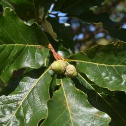 Quercus x bebbiana 'Taco' (Taco Bebb's Oak), inflorescence