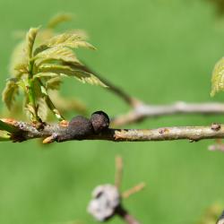 Quercus ×warei (Ware's Oak), leaf, new
