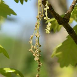 Quercus ×macdanielii 'Clemons' PP 11431 (HERITAGE® Macdaniel's Oak), habit, spring
