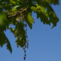 Quercus ×sternbergii (Sternberg's Oak), bark, twig