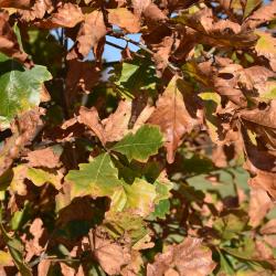 Quercus alba (White Oak), Quercus macrocarpa (Bur Oak), habit, spring