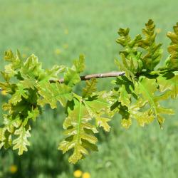 Quercus ×macdanielii 'Clemons' PP 11431 (HERITAGE® Macdaniel's Oak), bark, twig