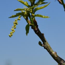 Quercus ×warei 'Nadler' PP 17604 (KINDRED SPIRIT™ Ware's Oak), leaf, spring