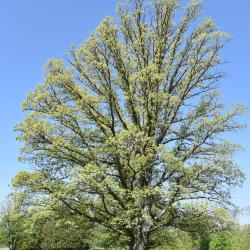Quercus ×jackiana (Vallonea Oak), leaf, summer