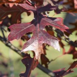 Quercus ×sternbergii (Sternberg's Oak), leaf, spring