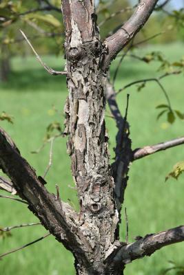 Quercus ×warei (Ware's Oak), bark, branch