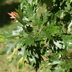 Quercus ×deamii  (Deam's oak), habit, summer