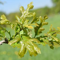 Quercus ×macdanielii 'Clemons' PP 11431 (HERITAGE® Macdaniel's Oak), flower, staminate