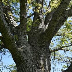 Quercus ×jackiana (Vallonea Oak), gall, twig