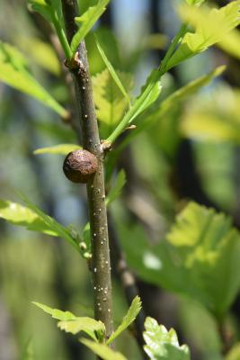 Quercus ×warei 'Long' PP 12673 (REGAL PRINCE® Ware's Oak), gall, twig