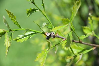 Quercus ×warei 'Long' PP 12673 (REGAL PRINCE® Ware's Oak), gall, twig