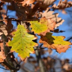 Quercus ×sternbergii (Sternberg's Oak), leaf, fall