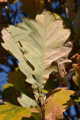Quercus ×warei 'Long' PP 12673 (REGAL PRINCE® Ware's Oak), leaf, lower surface