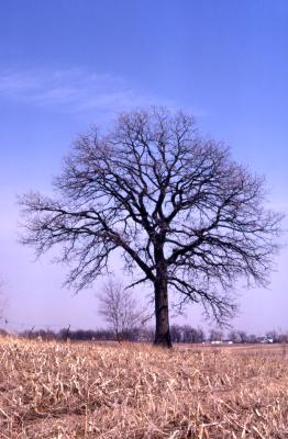 Quercus macrocarpa (bur oak), habit, late winter