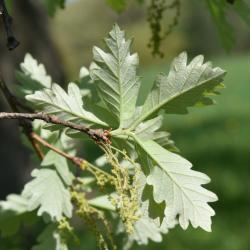 Quercus ×jackiana (Vallonea Oak), leaf, upper surface