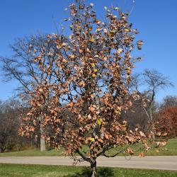 Quercus ×macdanielii 'Clemons' PP 11431 (HERITAGE® Macdaniel's Oak), leaf, spring