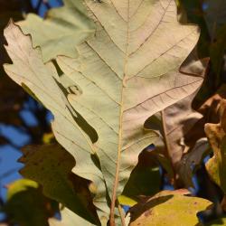 Quercus ×warei 'Nadler' PP 17604 (KINDRED SPIRIT™ Ware's Oak), bark, twig