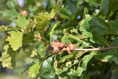 Quercus ×warei (Ware's Oak), gall