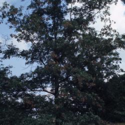 Quercus imbricaria (shingle oak), Floyd Swink standing next to young tree