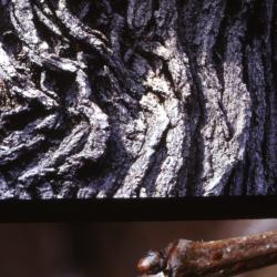Quercus macrocarpa (bur oak), bark and bud detail