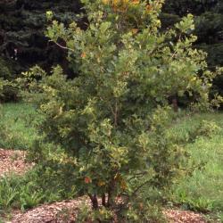 Quercus imbricaria (shingle oak), bud detail