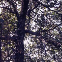 Quercus marilandica (blackjack oak), trunk and branches
