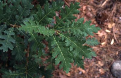 Quercus gambelii (Gambel's oak), leaves detail