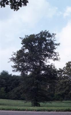 Quercus imbricaria (shingle oak), habit, fall