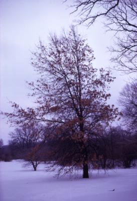 Quercus imbricaria (shingle oak), habit, late winter