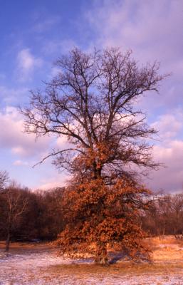 Quercus imbricaria (shingle oak), habit, winter
