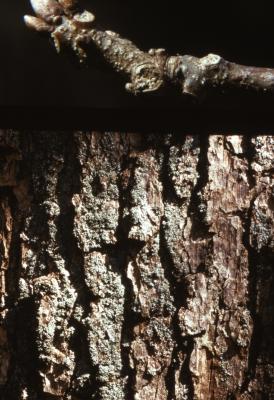 Quercus muehlenbergii (chinkapin oak), bark and bud detail