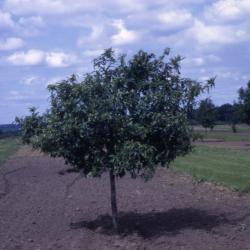 Quercus imbricaria (shingle oak), habit, summer