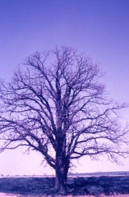 Quercus macrocarpa (bur oak), habit, winter