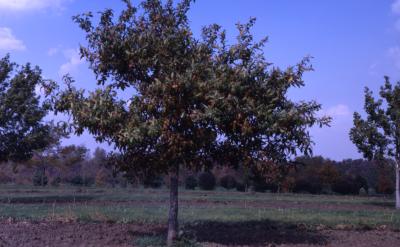 Quercus imbricaria (shingle oak), habit, fall