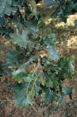 Quercus macrocarpa (bur oak), leaves