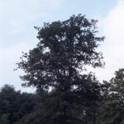 Quercus imbricaria (shingle oak), habit, late winter