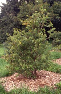 Quercus gambelii (Gambel's oak), habit, summer