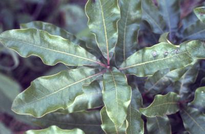 Quercus imbricaria (shingle oak), leaves detail