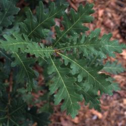 Quercus imbricaria (shingle oak), habit, summer
