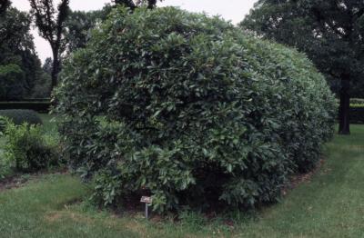 Quercus imbricaria (shingle oak), hedgerow