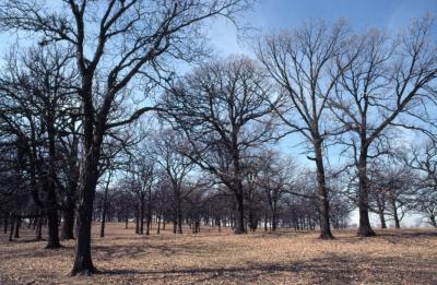 Quercus macrocarpa (bur oak), pastured grove