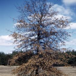 Quercus imbricaria (shingle oak), habit, winter