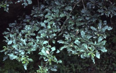 Quercus georgiana (Georgia oak), leaves detail