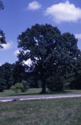 Quercus macrocarpa (bur oak), habit, summer