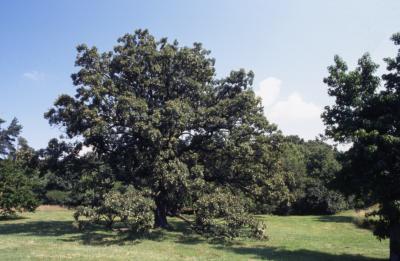 Quercus macrocarpa (bur oak), habit, summer