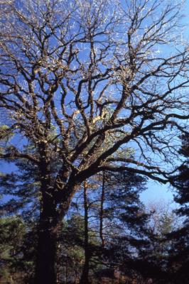 Quercus macrocarpa (bur oak), trunk and branches