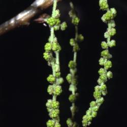 Quercus muehlenbergii (chinkapin oak), male flowers detail