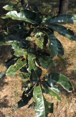 Quercus imbricaria (shingle oak), leaves 